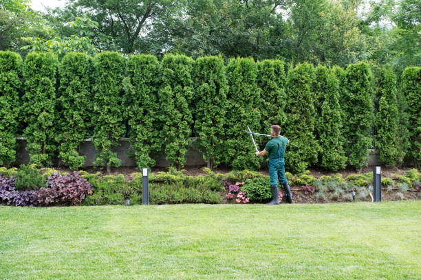 Best Tree Maintenance Programs  in Stickney, IL